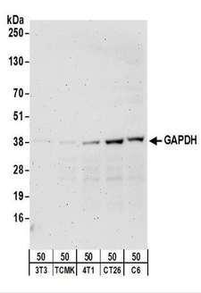 GAPDH Antibody - Detection of Mouse and Rat GAPDH by Western Blot. Samples: Whole cell lysate (50 ug) from NIH3T3, TCMK-1, 4T1, CT26.WT, and rat C6 cells. Antibodies: Affinity purified rabbit anti-GAPDH antibody used for WB at 0.5 ug/ml. Detection: Chemiluminescence with an exposure time of 3 minutes.