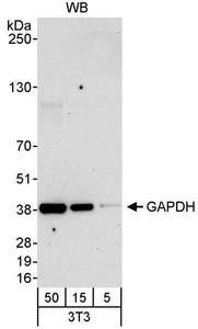 GAPDH Antibody - Detection of Mouse GAPDH by Western Blot. Samples: Whole cell lysate (5, 15 and 50 ug) from mouse NIH3T3 cells. Antibody: Affinity purified rabbit anti-GAPDH antibody used at 0.04 ug/ml. Detection: Chemiluminescence with an exposure time of 30 seconds.