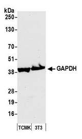 GAPDH Antibody - Detection of mouse GAPDH by western blot. Samples: Whole cell lysate (50 µg) from TCMK-1 and NIH 3T3 cells prepared using NETN lysis buffer. Antibody: Affinity purified rabbit anti-GAPDH antibody used for WB at 0.04 µg/ml. Detection: Chemiluminescence with an exposure time of 10 seconds.