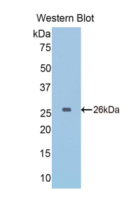 GAPDH Antibody - Western blot of recombinant GAPDH.  This image was taken for the unconjugated form of this product. Other forms have not been tested.