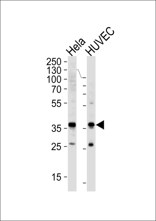 GAPDH Antibody - Western blot of lysates from HeLa,HUVEC cell line (from left to right),using GAPDH Antibody. Antibody was diluted at 1:1000 at each lane. A goat anti-rabbit IgG H&L (HRP) at 1:5000 dilution was used as the secondary antibody.Lysates at 35ug per lane.