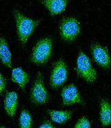 GAPDH Antibody - GAPDH Antibody confocal immunofluorescent analysis with HeLa cell. 0.025 mg/ml primary antibody was followed by FITC-conjugated goat anti-rabbit lgG (whole molecule). FITC emits green fluorescence. DAPI was used to stain the cell nuclear (blue).