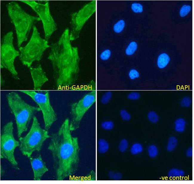 GAPDH Antibody - GAPDH antibody immunofluorescence analysis of paraformaldehyde fixed HeLa cells, permeabilized with 0.15% Triton. Primary incubation 1hr (5ug/ml) followed by Alexa Fluor 488 secondary antibody (2ug/ml), showing cytoplasmic and plasma membrane staining. The nuclear stain is DAPI (blue). Negative control: Unimmunized goat IgG (5ug/ml) followed by Alexa Fluor 488 secondary antibody (2ug/ml).