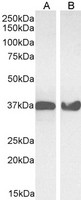 GAPDH Antibody - GAPDH antibody (0.03µg/ml) staining of HeLa (A) and NIH3T3 (B) cell lysate (35µg protein in RIPA buffer). Detected by chemiluminescence.