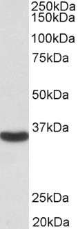 GAPDH Antibody - GAPDH antibody (0.1µg/ml) staining of Human Liver lysate (35µg protein in RIPA buffer). Detected by chemiluminescence.