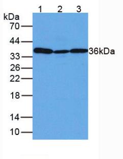 GAPDH Antibody - Western Blot; Sample: Lane1: Human Liver Tissue; Lane2: Mouse Lung Tissue; Lane3: Mouse Placenta.