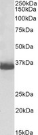 GAPDH Antibody - Biotinylated Goat Anti-GAPDH (C Terminus) Loading Control Antibody (0.5µg/ml) staining of HEK293 lysate (35µg protein in RIPA buffer). Primary incubation was 1 hour. Detected by chemiluminescencence, using streptavidin-HRP and using NAP blocker as a substitute for skimmed milk.