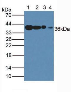 GAPDH Antibody - Western Blot; Sample: Lane1: Human Liver Tissue; Lane2: Human Lung Tissue; Lane3: Human Cartilage Tissue; Lane4: Human Lymphocytes.