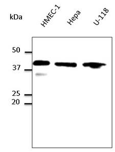 GAPDH Antibody - Western blot. Anti-GADPH antibody at 1:1000 dilution. Lysates at 100 ug per lane. Rabbit polyclonal to goat IgG (HRP) at 1:10000 dilution.