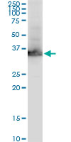 GAPDH Antibody - GAPDH monoclonal antibody (M01), clone 3C2. Western Blot analysis of GAPDH expression in Raw 264.7.