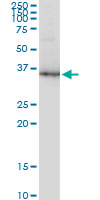 GAPDH Antibody - GAPDH monoclonal antibody (M01), clone 3C2. Western Blot analysis of GAPDH expression in NIH/3T3.