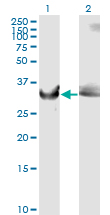 GAPDH Antibody - Western Blot analysis of GAPDH expression in transfected 293T cell line by GAPDH monoclonal antibody (M01), clone 3C2.Lane 1: GAPDH transfected lysate(36.1 KDa).Lane 2: Non-transfected lysate.