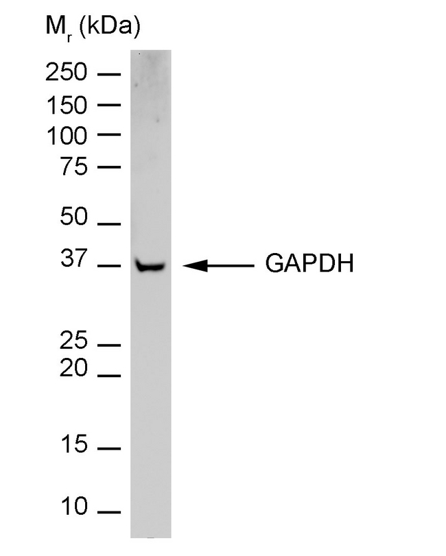 GAPDH Antibody - Western blot of HeLa whole cell lysate with Mouse anti-Rabbit GAPDH:HRP This image was taken for the unconjugated form of this product. Other forms have not been tested.