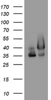 GAPDH Antibody - HEK293T cells were transfected with the pCMV6-ENTRY control (Left lane) or pCMV6-ENTRY GAPDH (Right lane) cDNA for 48 hrs and lysed. Equivalent amounts of cell lysates (5 ug per lane) were separated by SDS-PAGE and immunoblotted with anti-GAPDH.