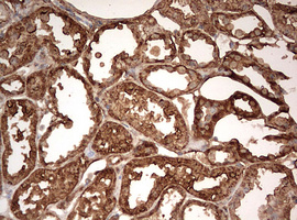 GAPDH Antibody - IHC of paraffin-embedded Human Kidney tissue using anti-GAPDH mouse monoclonal antibody. (Heat-induced epitope retrieval by 10mM citric buffer, pH6.0, 120°C for 3min).