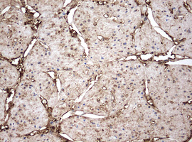 GAPDH Antibody - IHC of paraffin-embedded Human bladder tissue using anti-GAPDH mouse monoclonal antibody. (Heat-induced epitope retrieval by 10mM citric buffer, pH6.0, 120°C for 3min).