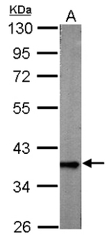 GAPDH Antibody - Sample (10 ug of whole cell lysate). A: Adult zebrafish. 10% SDS PAGE. GAPDH antibody diluted at 1:1000. 