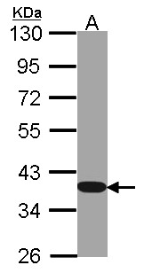 GAPDH Antibody - Sample (30 ug of whole cell lysate). A: Hep G2. 10% SDS PAGE. GAPDH antibody. GAPDH antibody diluted at 1:1000. 