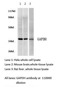 GAPDH Antibody - Western blot of GAPDH pAb in extracts from HeLa cells, mouse brain and rat liver tissues.