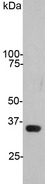 GAPDH Antibody - Blot of HeLa blotted with GAPDH antibody. Note the single clean band at 36kDa corresponding to GAPDH.
