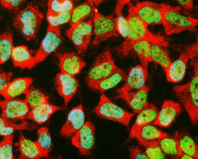 GAPDH Antibody - HeLa cells stained with GAPDH antibody (red) and counterstained with monoclonal antibody to TAF15, MCA-4D71 (green) and DNA (blue). The GAPDH antibody antibody reveals strong cytoplasmic staining, while MCA-4D71 antibody reveals a granular nuclear localization.