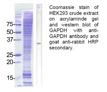 GAPDH Antibody - WB using GAPDH Antibody