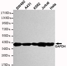 GAPDH Antibody - Western blot detection of GAPDH(human specific) in SW480, A431, K562, Jurkat and HeLa cell lysates using GAPDH(human specific) mouse monoclonal antibody (1:5000 dilution). Predicted band size: 37KDa. Observed band size:37KDa.