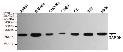 GAPDH Antibody - Western blot detection of GAPDH in HeLa, 3T3, C6, COS7, CHO-K1, Rat brain and Jurkat cell lysates using GAPDH mouse monoclonal antibody (1:5000 dilution). Predicted band size: 36KDa. Observed band size:36KDa.