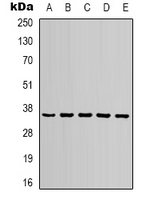 GAPDH Antibody - Western blot analysis of GAPDH expression in 293T (A); NIH3T3 (B); rat brain (C); sheep muscle (D); rabbit testis (E) whole cell lysates.
