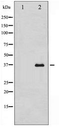 GAPDH Antibody - Western blot of GAPDH expression in HeLa whole cell lysates,The lane on the left is treated with the antigen-specific peptide.