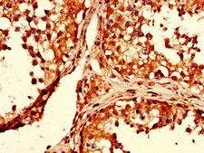 GAPDH Antibody - Immunohistochemistry of paraffin-embedded human testis tissue using GAPDH Antibody at dilution of 1:100