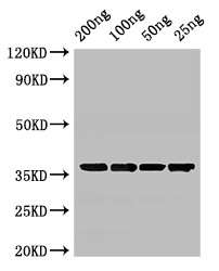 GAPDH Antibody - Positive WB detected in Recombinant protein;All lanes:GAPDH antibody at 3?g/ml;Secondary;Goat polyclonal to rabbit IgG at 1/50000 dilution;predicted band size: 36 KDa;observed band size: 36 KDa;