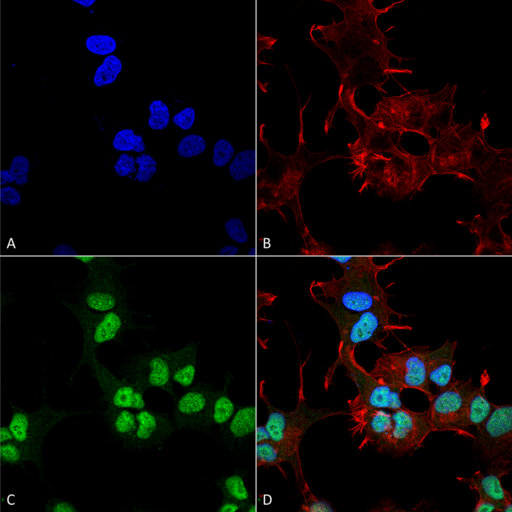 GAPDH Antibody - Immunocytochemistry/Immunofluorescence analysis using Rabbit Anti-GAPDH Polyclonal Antibody. Tissue: Neuroblastoma cell line (SK-N-BE). Species: Human. Fixation: 4% Formaldehyde for 15 min at RT. Primary Antibody: Rabbit Anti-GAPDH Polyclonal Antibody  at 1:100 for 60 min at RT. Secondary Antibody: Goat Anti-Rabbit ATTO 488 at 1:100 for 60 min at RT. Counterstain: Phalloidin Texas Red F-Actin stain; DAPI (blue) nuclear stain at 1:1000, 1:5000 for 60 min at RT, 5 min at RT. Localization: Nucleus, Cytoplasm. Magnification: 60X. (A) DAPI nuclear stain. (B) Phalloidin Texas Red F-Actin stain. (C) GAPDH Antibody. (D) Composite.