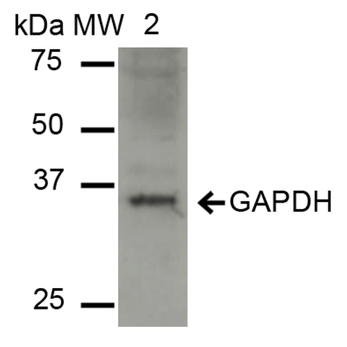 GAPDH Antibody - Western blot analysis of Human Cervical cancer cell line (HeLa) lysate showing detection of ~36 kDa GAPDH protein using Rabbit Anti-GAPDH Polyclonal Antibody. Lane 1: Molecular Weight Ladder (MW). Lane 2: HeLa cell lysates. Load: 15 µg. Block: 5% Skim Milk in 1X TBST. Primary Antibody: Rabbit Anti-GAPDH Polyclonal Antibody  at 1:1000 for 2 hours at RT. Secondary Antibody: Goat Anti-Rabbit IgG: HRP at 1:2000 for 60 min at RT. Color Development: ECL solution for 6 min in RT. Predicted/Observed Size: ~36 kDa.