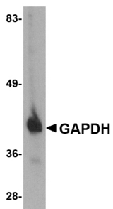 GAPDH Antibody - Western blot of GAPDH in HeLa cell lysate with GAPDH antibody at 1 ug/ml