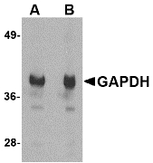 GAPDH Antibody - Western blot of GAPDH in HeLa cell lysate with GAPDH antibody at (A) 1 and (B) 2 ug/ml