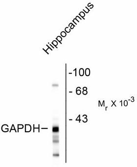 GAPDHS / GAPDS Antibody - Western Blot of GAPDHS antibody. Western blot of rat hippocampal lysate showing the immunolabeling of ~38k GAPDH protein