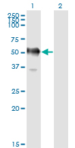 GAPDHS / GAPDS Antibody - Western blot of GAPDHS expression in transfected 293T cell line by GAPDS monoclonal antibody (M01), clone 2E3-2E10.