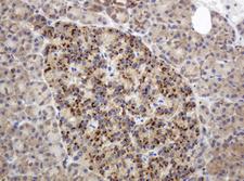 GAPDHS / GAPDS Antibody - IHC of paraffin-embedded Human pancreas tissue using anti-GAPDHS mouse monoclonal antibody.