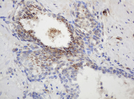 GAPDHS / GAPDS Antibody - IHC of paraffin-embedded Human prostate tissue using anti-GAPDHS mouse monoclonal antibody.