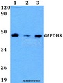 GAPDHS / GAPDS Antibody - Western blot of GAPDHS antibody at 1:500 dilution. Lane 1: HEK293T whole cell lysate. Lane 2: sp2/0 whole cell lysate. Lane 3: pc12 whole cell lysate.