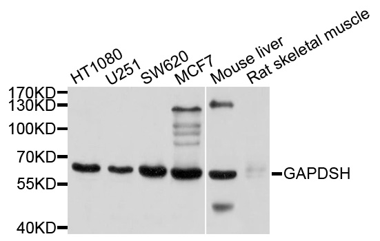 GAPDHS / GAPDS Antibody - Western blot analysis of extracts of various cell lines, using GAPDHS antibody at 1:1000 dilution. The secondary antibody used was an HRP Goat Anti-Rabbit IgG (H+L) at 1:10000 dilution. Lysates were loaded 25ug per lane and 3% nonfat dry milk in TBST was used for blocking. An ECL Kit was used for detection and the exposure time was 3s.