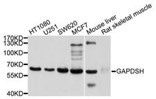 GAPDHS / GAPDS Antibody - Western blot analysis of extracts of various cell lines, using GAPDHS antibody at 1:1000 dilution. The secondary antibody used was an HRP Goat Anti-Rabbit IgG (H+L) at 1:10000 dilution. Lysates were loaded 25ug per lane and 3% nonfat dry milk in TBST was used for blocking. An ECL Kit was used for detection and the exposure time was 3s.