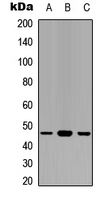 GAPDHS / GAPDS Antibody - Western blot analysis of GAPDS expression in HEK293T (A); NS-1 (B); PC12 (C) whole cell lysates.