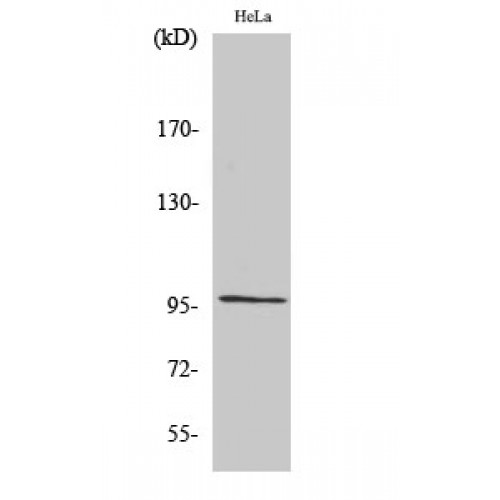 GAPIII / RASA3 Antibody - Western blot of GAP1-InsP4 BP antibody