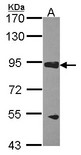GAPIII / RASA3 Antibody - Sample (30 ug of whole cell lysate). A: H1299. 7.5% SDS PAGE. RASA3 antibody. GAPIII / RASA3 antibody diluted at 1:1000.