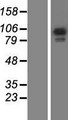 GAPIII / RASA3 Protein - Western validation with an anti-DDK antibody * L: Control HEK293 lysate R: Over-expression lysate