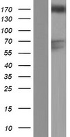 GAPVD1 Protein - Western validation with an anti-DDK antibody * L: Control HEK293 lysate R: Over-expression lysate