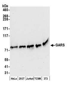 GARS / Glycyl tRNA Synthetase Antibody - Detection of human and mouse GARS by western blot. Samples: Whole cell lysate (50 µg) from HeLa, HEK293T, Jurkat, mouse TCMK-1, and mouse NIH 3T3 cells prepared using NETN lysis buffer. Antibodies: Affinity purified rabbit anti-GARS antibody used for WB at 0.1 µg/ml. Detection: Chemiluminescence with an exposure time of 10 seconds.