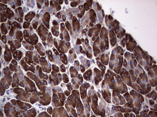 GARS / Glycyl tRNA Synthetase Antibody - Immunohistochemical staining of paraffin-embedded Human pancreas tissue within the normal limits using anti-GARS mouse monoclonal antibody. (Heat-induced epitope retrieval by 1 mM EDTA in 10mM Tris, pH8.5, 120C for 3min,